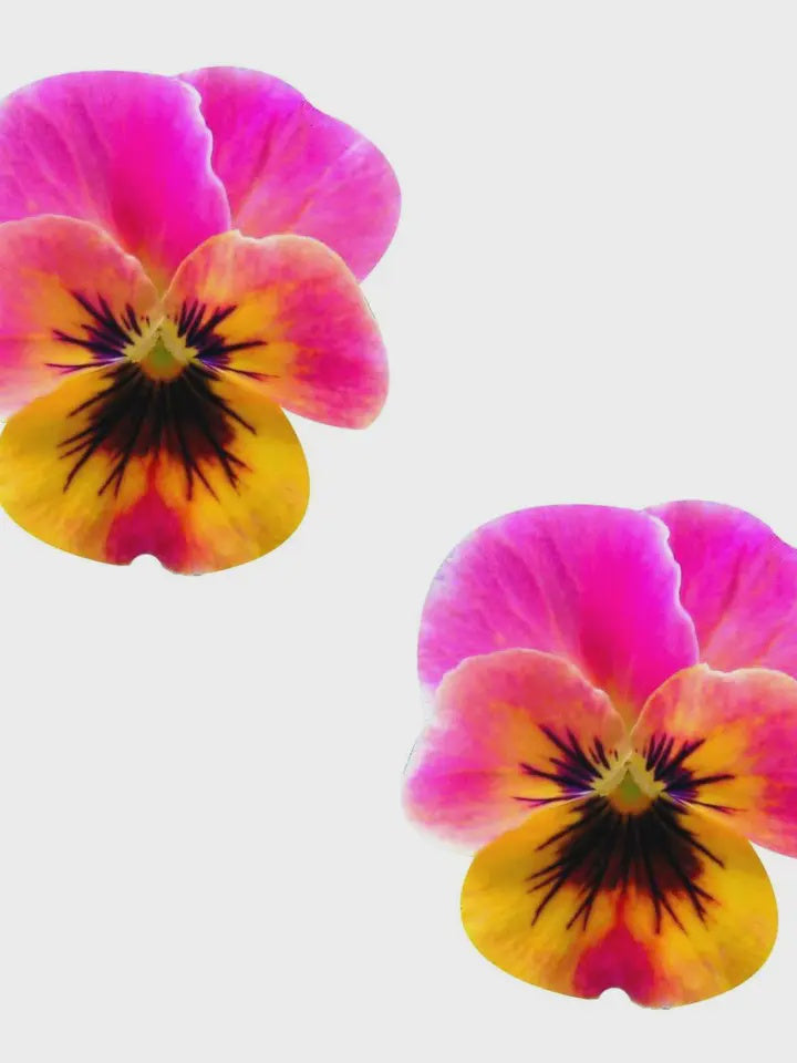 Flower Pansy Blacklight Nipple Cover Pasties
